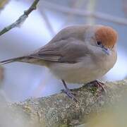 Eurasian Blackcap
