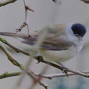 Eurasian Blackcap