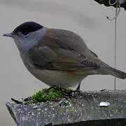 Eurasian Blackcap