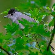 Eurasian Blackcap