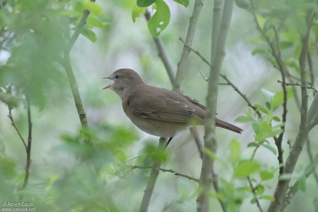 Fauvette des jardins, chant