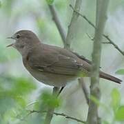 Garden Warbler