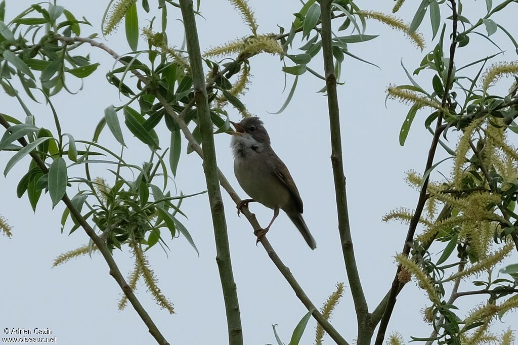 Fauvette grisette