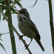 Common Whitethroat