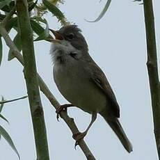 Fauvette grisette