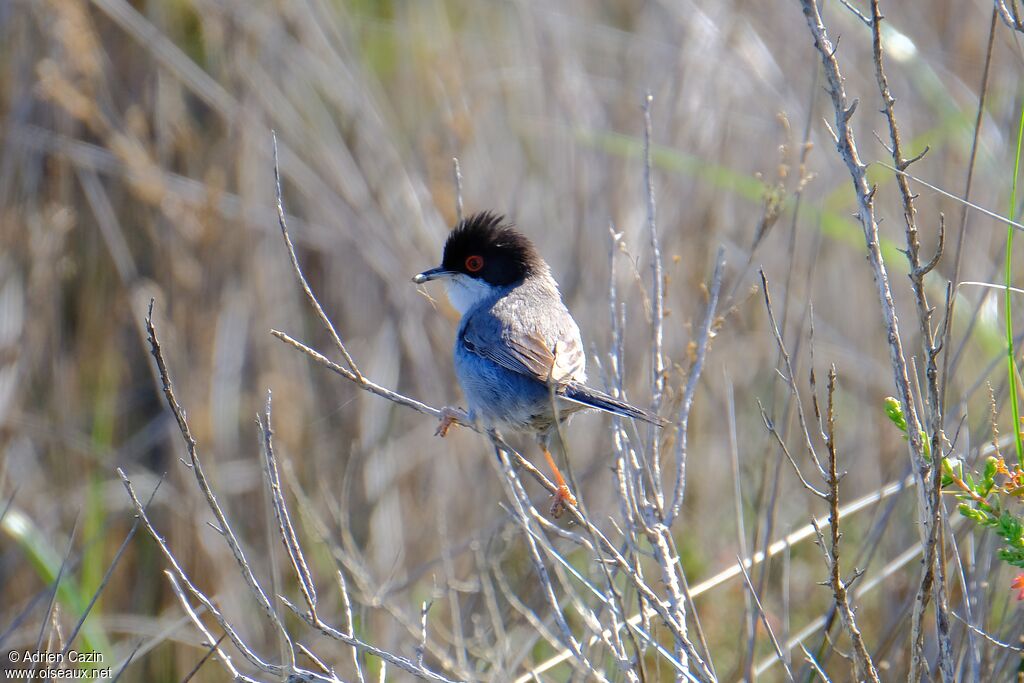 Sardinian Warbler male adult breeding, eats