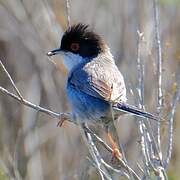 Sardinian Warbler