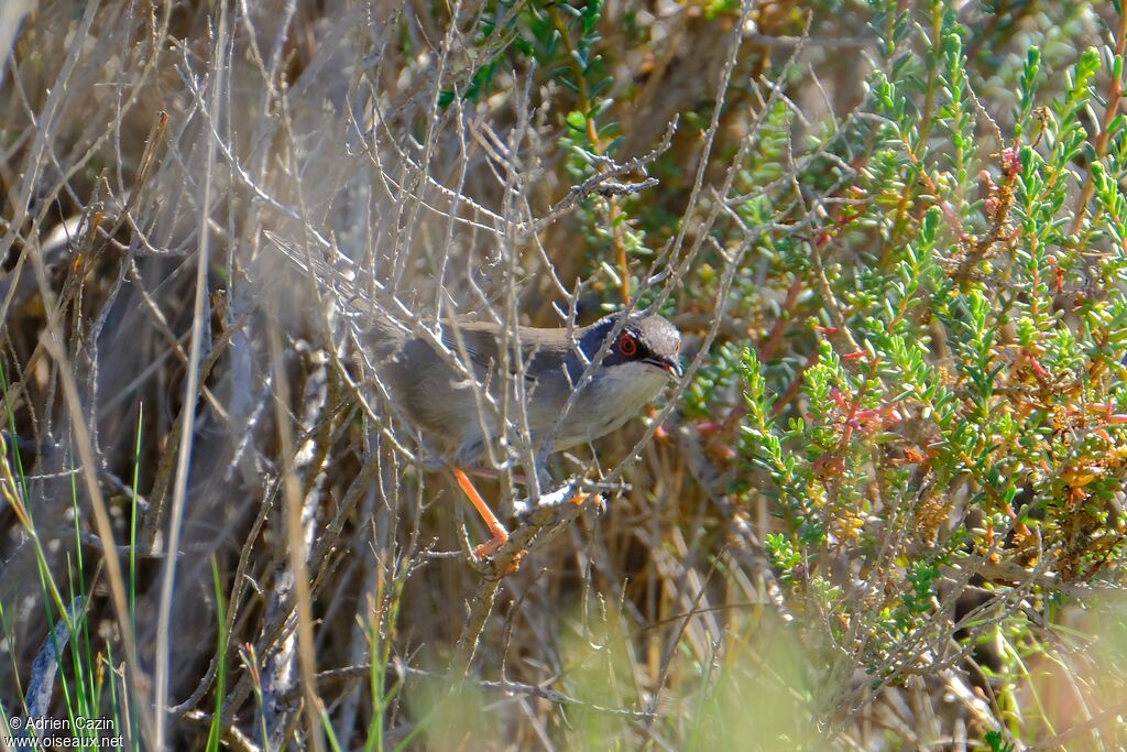 Sardinian Warbler female adult breeding