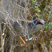 Sardinian Warbler