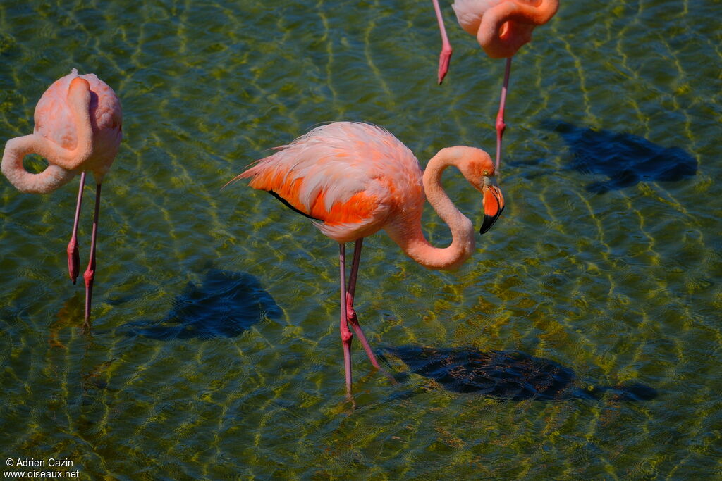 American Flamingoadult