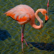 American Flamingo