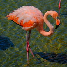 Flamant des Caraïbes