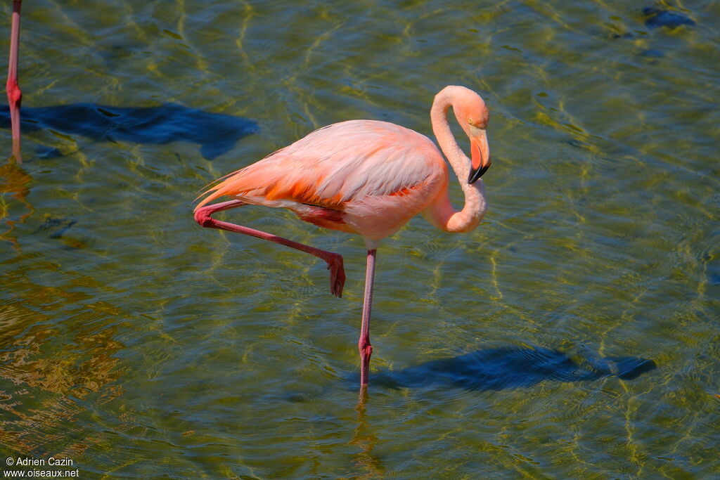 American Flamingoadult