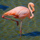 Flamant des Caraïbes