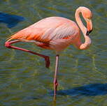 Flamant des Caraïbes