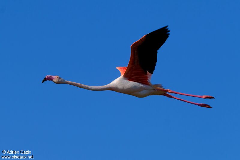 Greater Flamingoadult, Flight