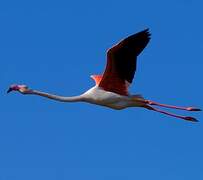 Greater Flamingo