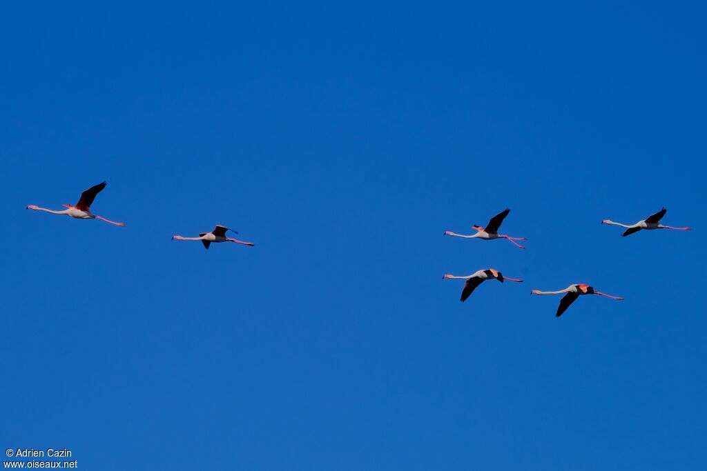 Greater Flamingoadult, Flight