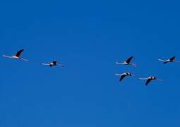 Greater Flamingo