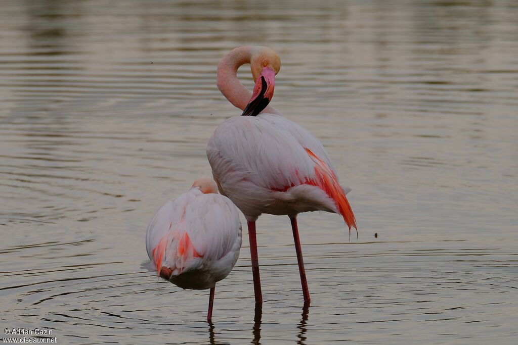 Flamant roseadulte, soins