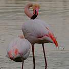 Flamant rose