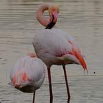 Flamant rose