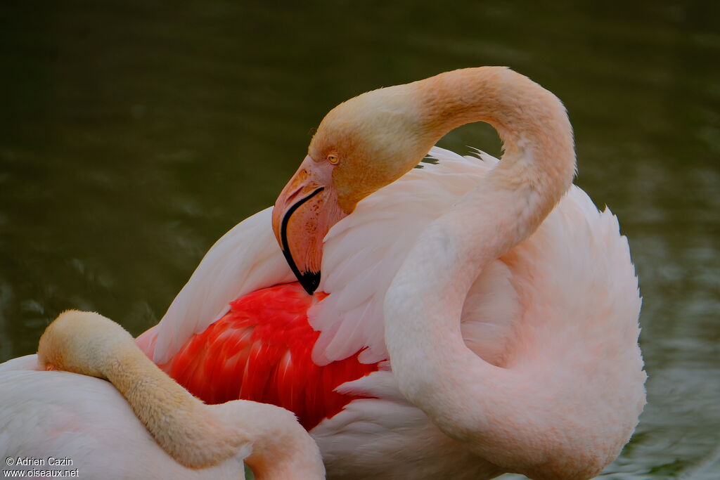 Flamant roseadulte, identification, soins