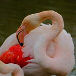 Flamant rose