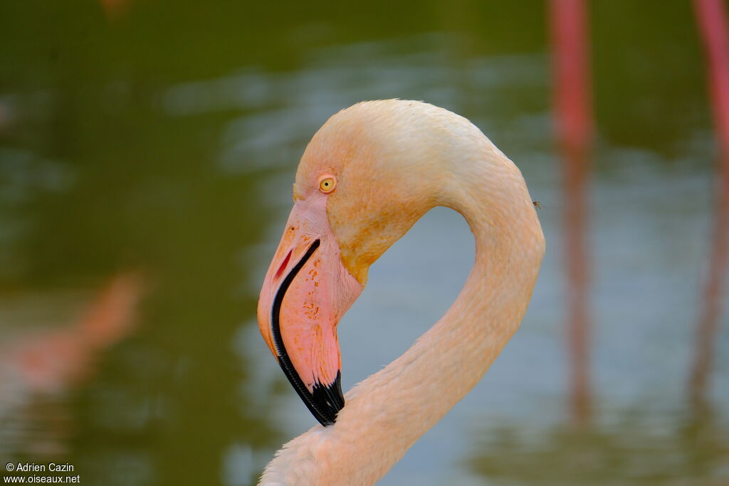 Flamant roseadulte, portrait