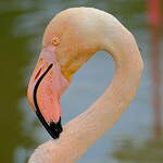 Flamant rose