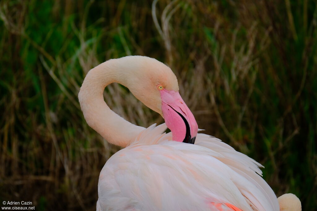 Flamant roseadulte, portrait, soins