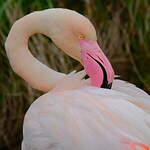 Flamant rose