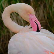 Greater Flamingo