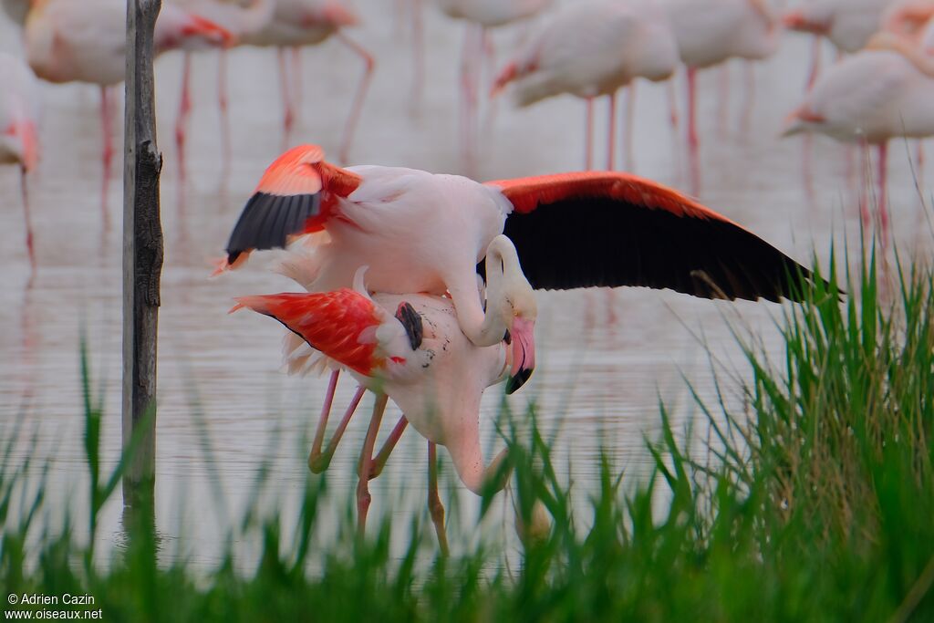 Flamant roseadulte, accouplement.