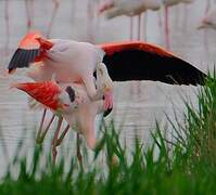 Flamant rose