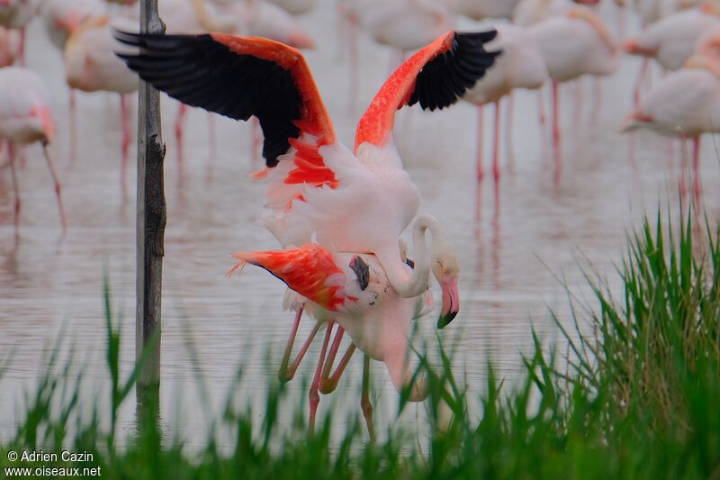 Greater Flamingoadult, mating.