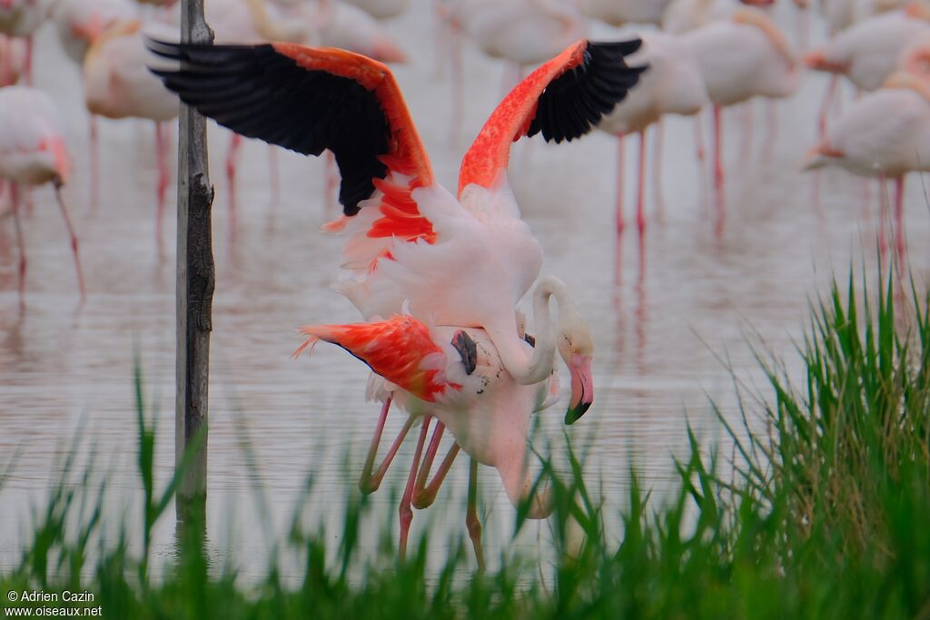 Greater Flamingoadult, mating.