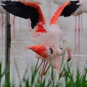 Flamant rose