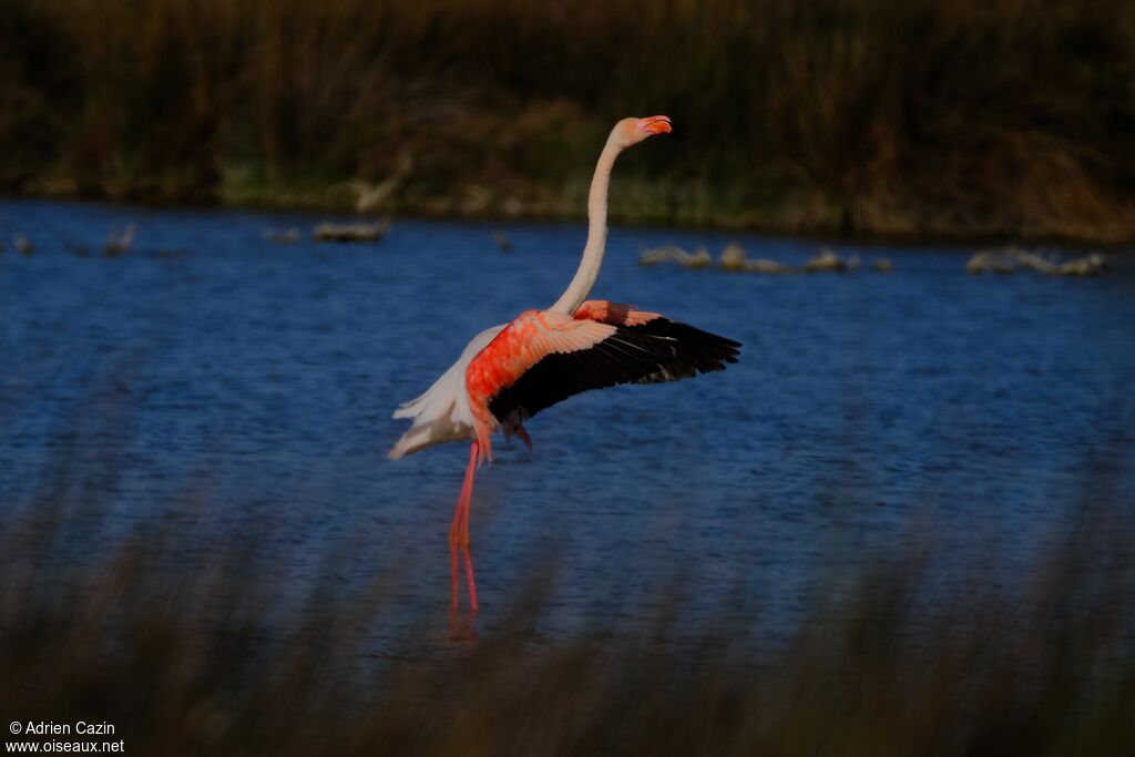Greater Flamingoadult, Behaviour