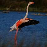 Flamant rose