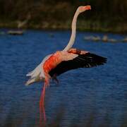 Greater Flamingo