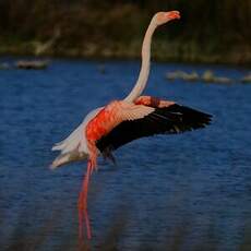 Flamant rose