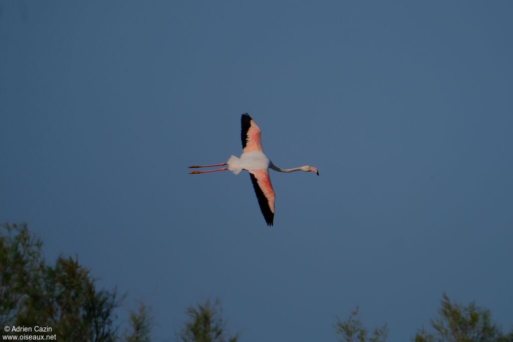 Greater Flamingoadult, Flight