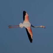 Flamant rose