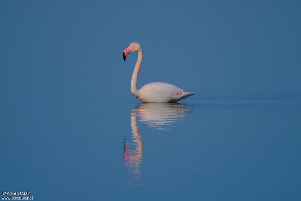 Flamant roseadulte