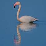 Flamant rose