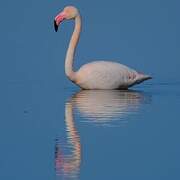 Flamant rose