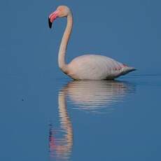 Flamant rose