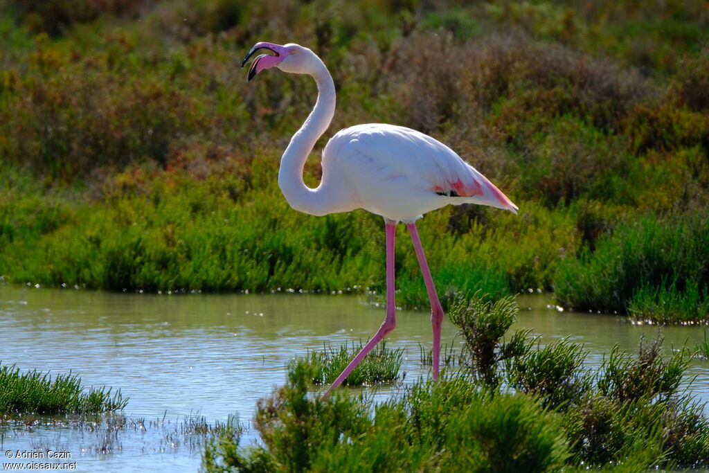 Flamant roseadulte, identification, chant