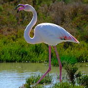 Greater Flamingo